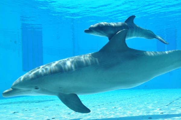 hotelBO's tweet photo. RT @pianetabimbi #riccione http://t.co/Tp6cHWab al Parco Oltremare è nato un nuovo delfino curioso! Benvenuto!!