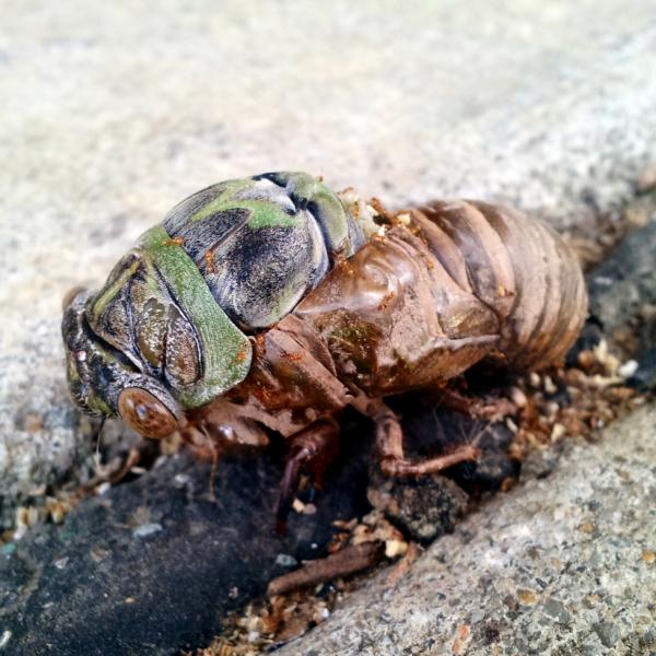 codegardener's tweet image. Emerging.