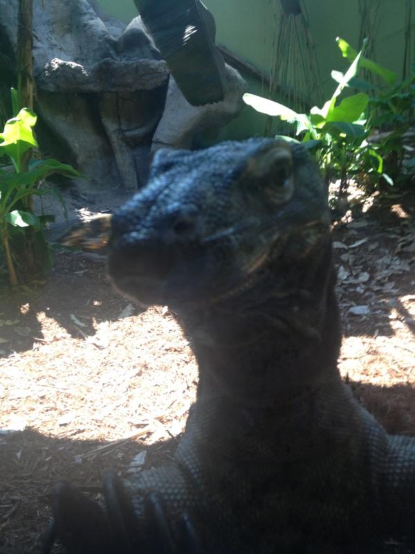 TheRealBlondexo's tweet photo. New best friend KoKo the Komodo Dragon http://t.co/af7Pbuhe