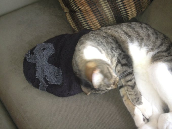 Kitters was loving on my bow hat http://t.co/Ud6nL43p
