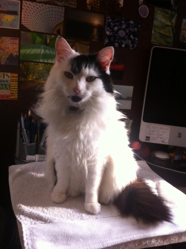 @StokeNewingtN16 Please help us find Aiko of Kynaston Road, Stokie. Missing since yesterday :( :( 
nationalpetregister.org/mp/40436.htm