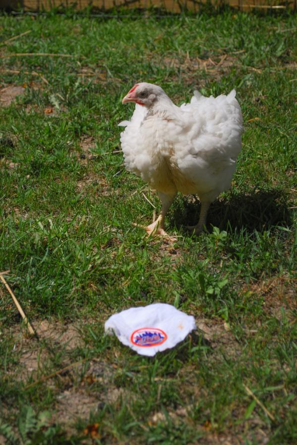 FarmSanctuary's tweet photo. Little Jerry Seinfeld has arrived! Thank you again @Givemethelefty and @soozywild! #rallychicken http://t.co/hDhDnzdM