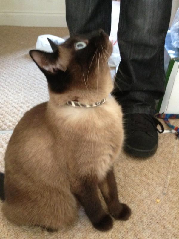 QueenMushy's tweet photo. Yay they finally started letting me out! for some reason they put this thing round my neck first...humans! *Rolls eyes* http://t.co/O7Kbdwlp
