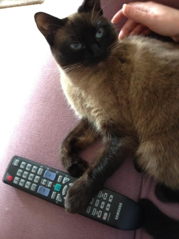 QueenMushy's tweet photo. No you will not have the remote, we are watching MY programmes! http://t.co/jyIqVxyj