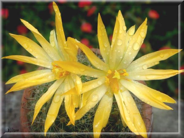 eliuschy's tweet photo. Cactus Flower with rain drop! http://t.co/0MInZcKt