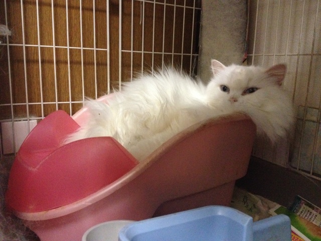 うちはこんなんですが http://t.co/s9xt9693