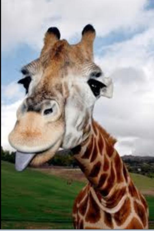 scottlpacker's tweet image. Saw @lucy_meck out other night! #nicegirl! #giraffeneck