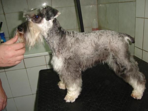 seba_garate's tweet photo. Ayuda con RT,se perdió mi perro hoy en sector peñalolen viña cousiño macul,es un schnauzerminiatura @Rayenaraya http://t.co/yhtYbEUq
