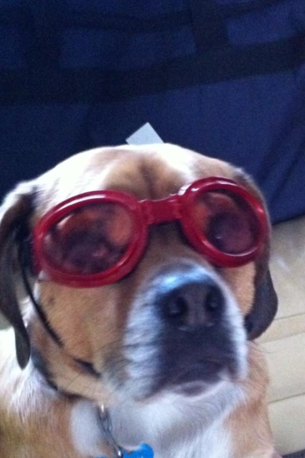 pugglous's tweet photo. Got doggles? http://t.co/aRnSKz04