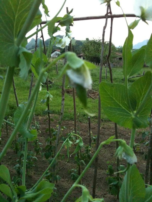 El guisante saliendo de la flir