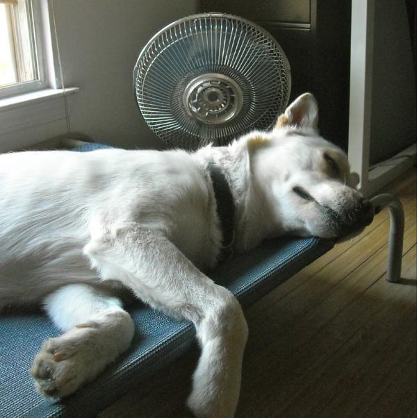 ArcherWolfdog's tweet image. These long hot days are killing me. #morefans #needsnow #lessheat