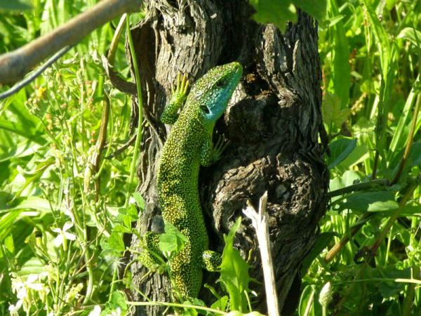 Green lizard is disappearing today. There are 5 couples in the vineyard of Liber Pater because of organic agriculture.