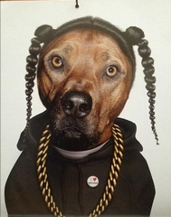 DogIgnacio tweet picture