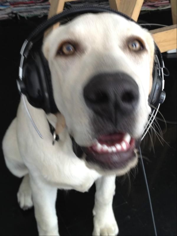 DogIgnacio tweet picture