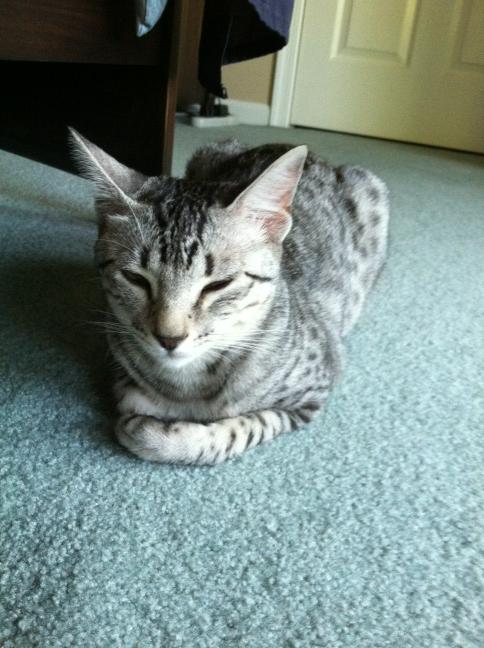 PGbrokerofyear's tweet photo. Someone looks content and resting! @PhillyChic5 @Jessewelle #Nylah http://t.co/WmlCIVaf