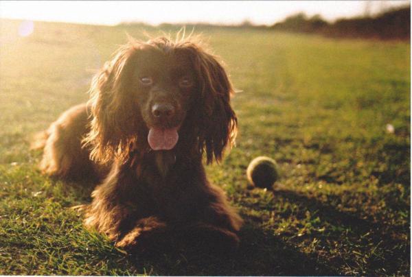 CLillingston's tweet photo. my little friend :) Nikon F3 Nikkor 70mm Fuji superia 200 http://t.co/FqSeEgav