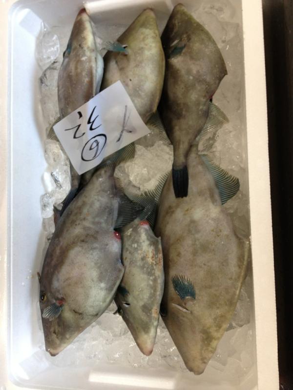 rie516_pink's tweet photo. 今日の魚種は『ウマヅラ』です！ http://t.co/4Z9e2kTz