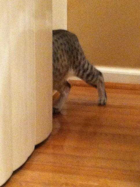 PGbrokerofyear's tweet photo. Hide and go seek!! @PhillyChic5 @Jessewelle http://t.co/p4cfkied