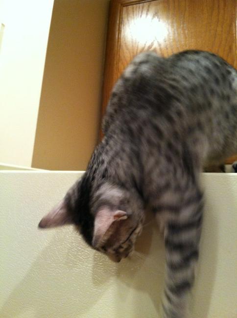 PGbrokerofyear's tweet photo. What can I knock off the fridge! @Jessewelle @PhillyChic5 http://t.co/JAIpCkL1
