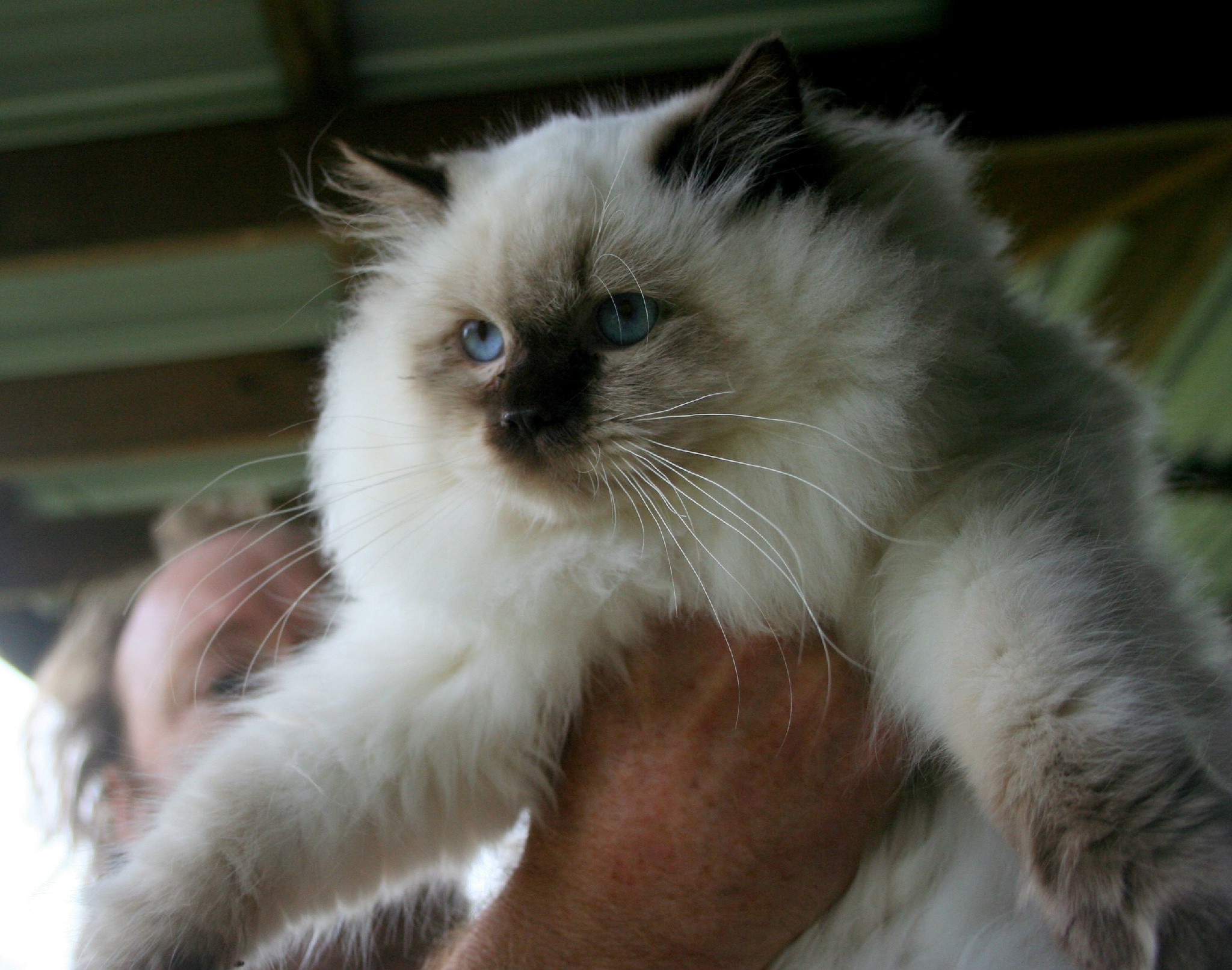 Adorable Ragdolls adorableragdoll X