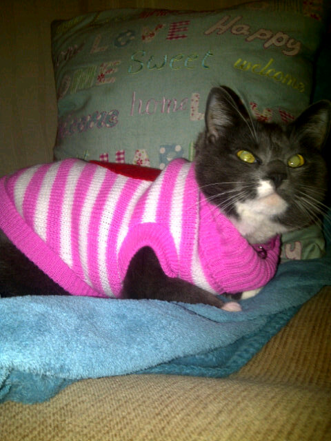 Jenny_Frame's tweet photo. @CatHardie should see her new rage of pussy wear lol! http://t.co/LzN5ToQn