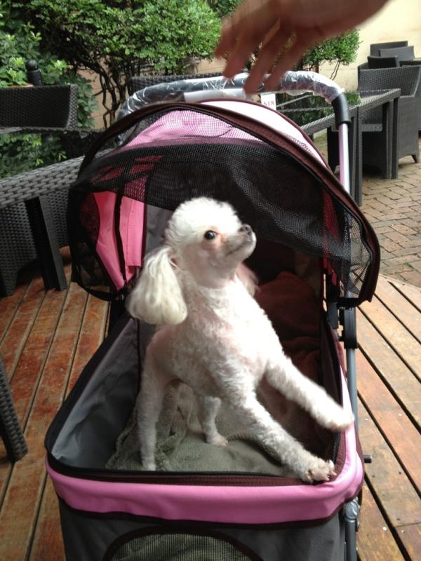 AdamKluger's tweet photo. Tweeting Live from Shanghai. Where people walk dogs in baby walkers. http://t.co/GZtOdgW2