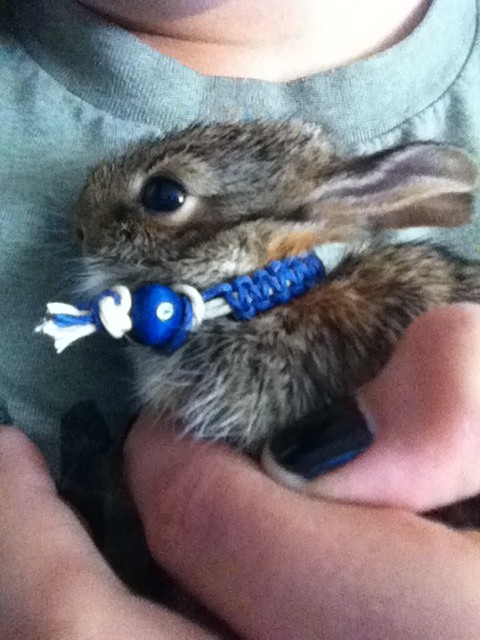OneLoveHemp's tweet photo. My boy Franky reppin' #OneLoveHemp :) 🐰 http://t.co/5l31QuNy
