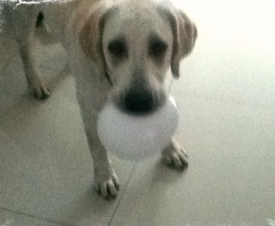 DogIgnacio tweet picture