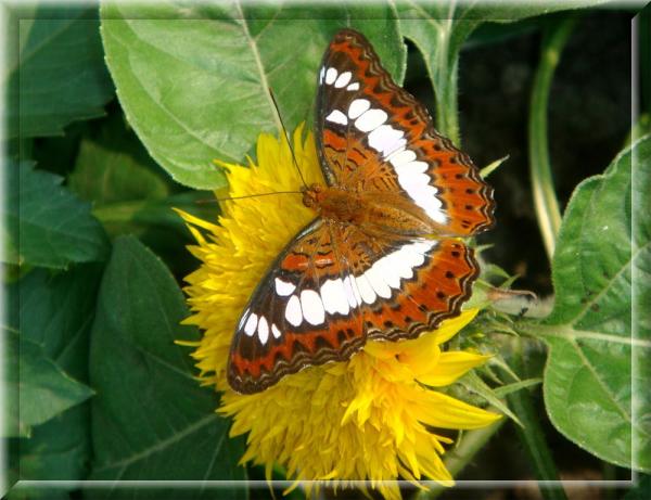 eliuschy's tweet photo. Butterfly with a Sunflower.... http://t.co/kI7VUNFZ