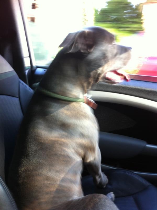 reeshayes's tweet photo. Easiest way to get off parking ticket let the dog out the car loool http://t.co/pMRaOdix