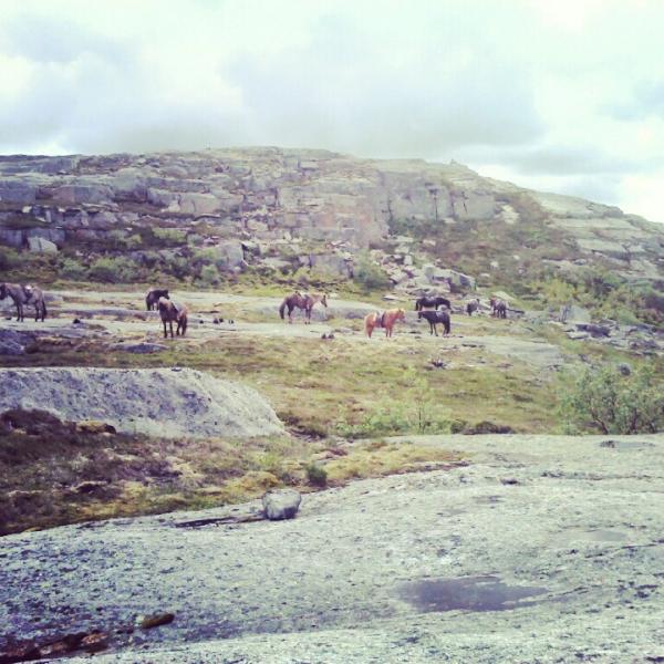 ronjakringhaug's tweet photo. fjelltur, grilling å rebusløp, artig t ongan som e her på rideleir ja! http://t.co/twZnzXDd
