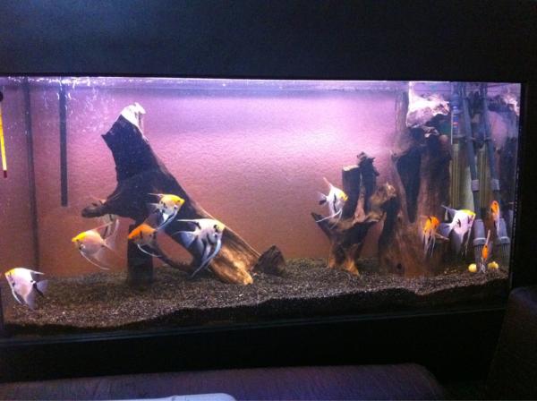engintv's tweet photo. @Akvaristan Meleklerim http://t.co/lZvknT8S