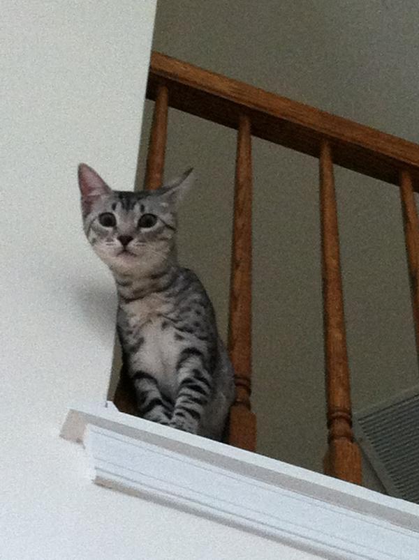 PGbrokerofyear's tweet photo. On the lookout! 
Detective Nylah!
#bfvsgf @PhillyChic5 http://t.co/E4pxSrIu