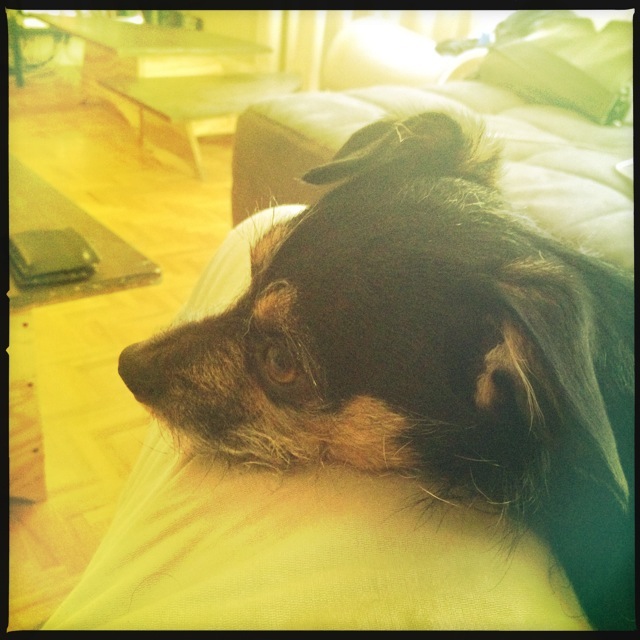 Myles happy to have a leg to rest on #Hipstamatic #Jimmy #DC http://t.co/Y775OuYW<a href="/tag/hipstamatic"class="tags">#Hipstamatic</a><a href="/tag/dc"class="tags"><span>#dc</span></a><a href="/tag/jimmy"class="tags"><span>#jimmy</span></a>