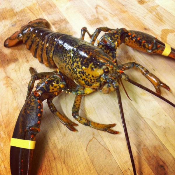 Cork & Cap tweet media