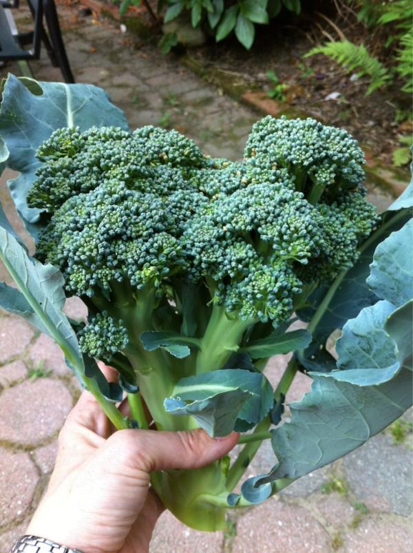 KendallMassett's tweet photo. Growing our own 'trees' - can't wait to have dinner with boys so they can feast on their garden delights! http://t.co/XP0zDGuu