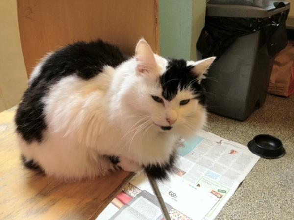 @WFM_STK help us find Aiko! She has been gone since Monday night, we miss her lot!