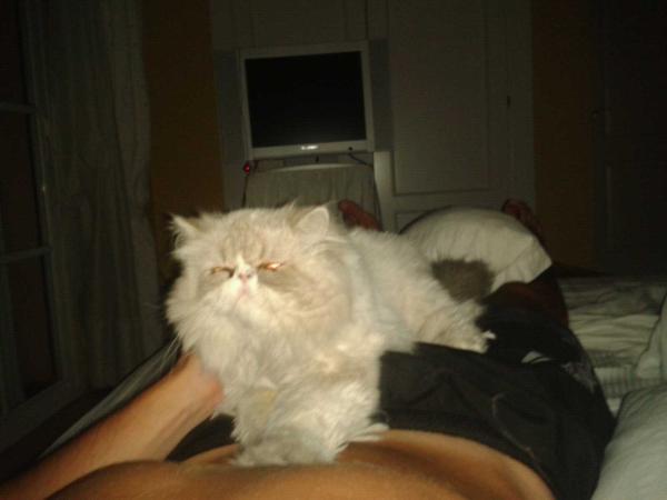 amlopgra's tweet image. Yo quemao y mi gato dando por culo... Me acuesto ya #twitteoff