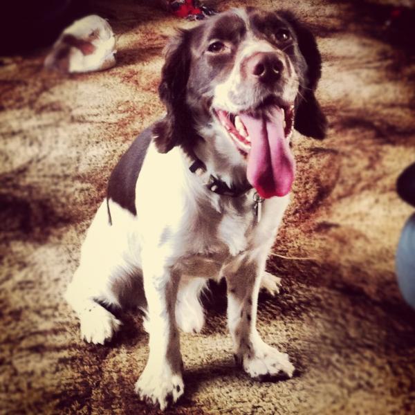 Random_Seany's tweet image. "I've been running a lot! :P" #EnergeticDog