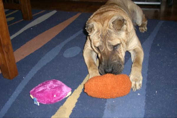 BloggersFAQ1's tweet image. BULLET'S opening his birthday presents