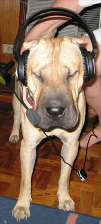 BloggersFAQ1's tweet image. Bullet at the office taking calls!