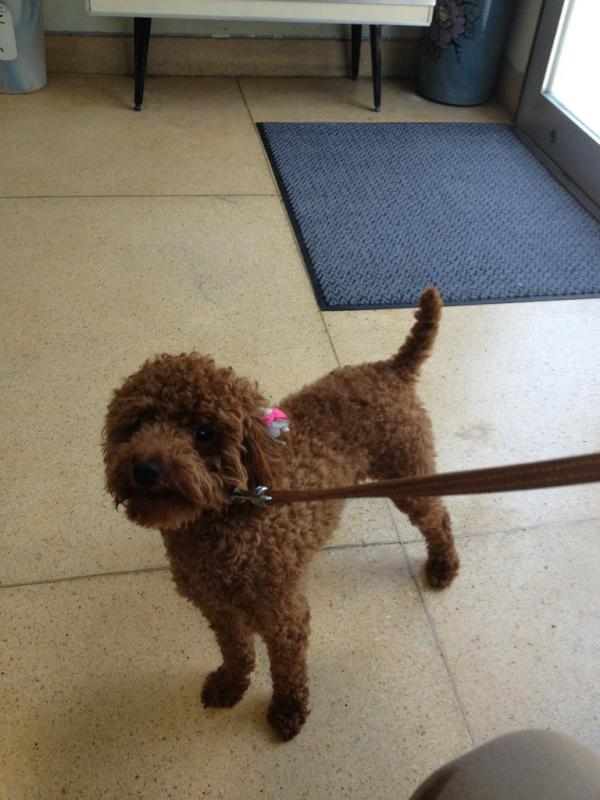 paws_mama's tweet photo. 1歳で飼育放棄されました。吠えるから近所から苦情が来たから。が、理由でした。この仔達は飼い主を選ぶ事はできませんから。 http://t.co/CJcxoPAU