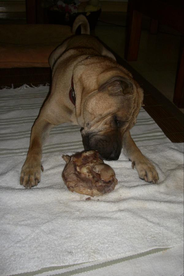 BloggersFAQ1's tweet image. Today  is my dog's BULLET'S birthday party presents steak cake, 6 years old, He is a Chinese Shar Pei