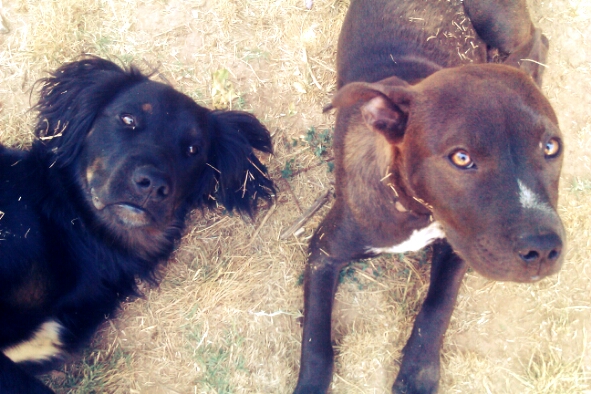 Happy Friday! Here's 2 pups playing in dead grass because they ate the sprinklers. http://t.co/St33o<a href="/tag/winning"class="tags"><span>#winning</span></a>