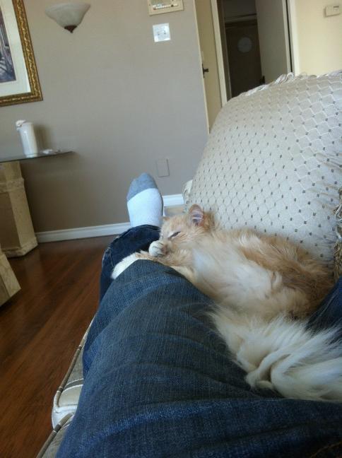 krisginyyc's tweet photo. The cat and I approve of the inlaw's new sofa http://t.co/iCNRFv9x