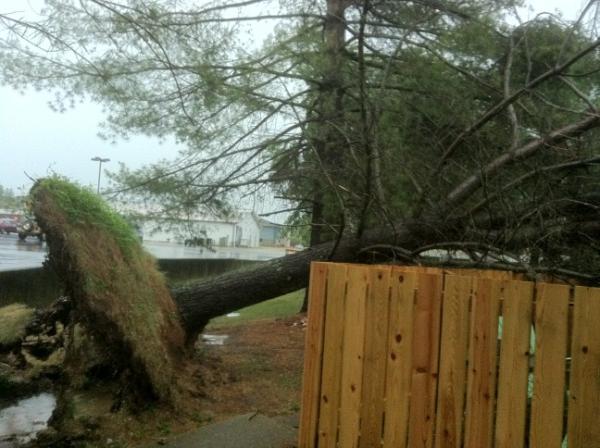 tadbit's tweet photo. 40 ft tree on the front door http://t.co/ckNQV6hI