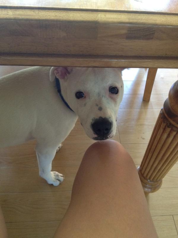 Someone's hiding under the table