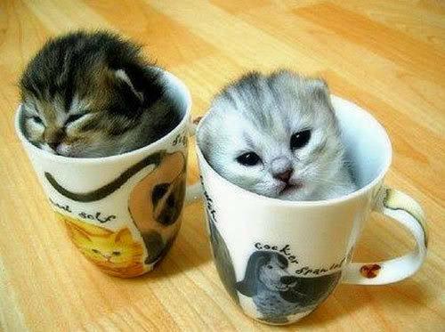 PewdieProblems's tweet photo. Ok, I might not be on for a few days.. It depends on tomorrow. Sorry, bros :( But in the meantime, here are some cats: http://t.co/EzXF9Dq1