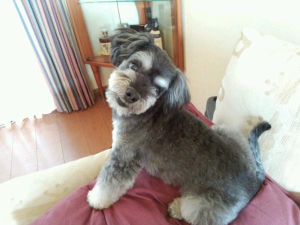adogcojp's tweet photo. いらっしゃい～♪カーム(^^)/可愛いすぎるぅ♪ http://t.co/rG46GibG