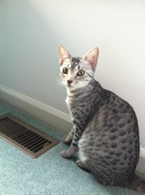 PGbrokerofyear's tweet photo. Hot day, so I'll stay by the AC vent...smart cat! http://t.co/A8djXA3p